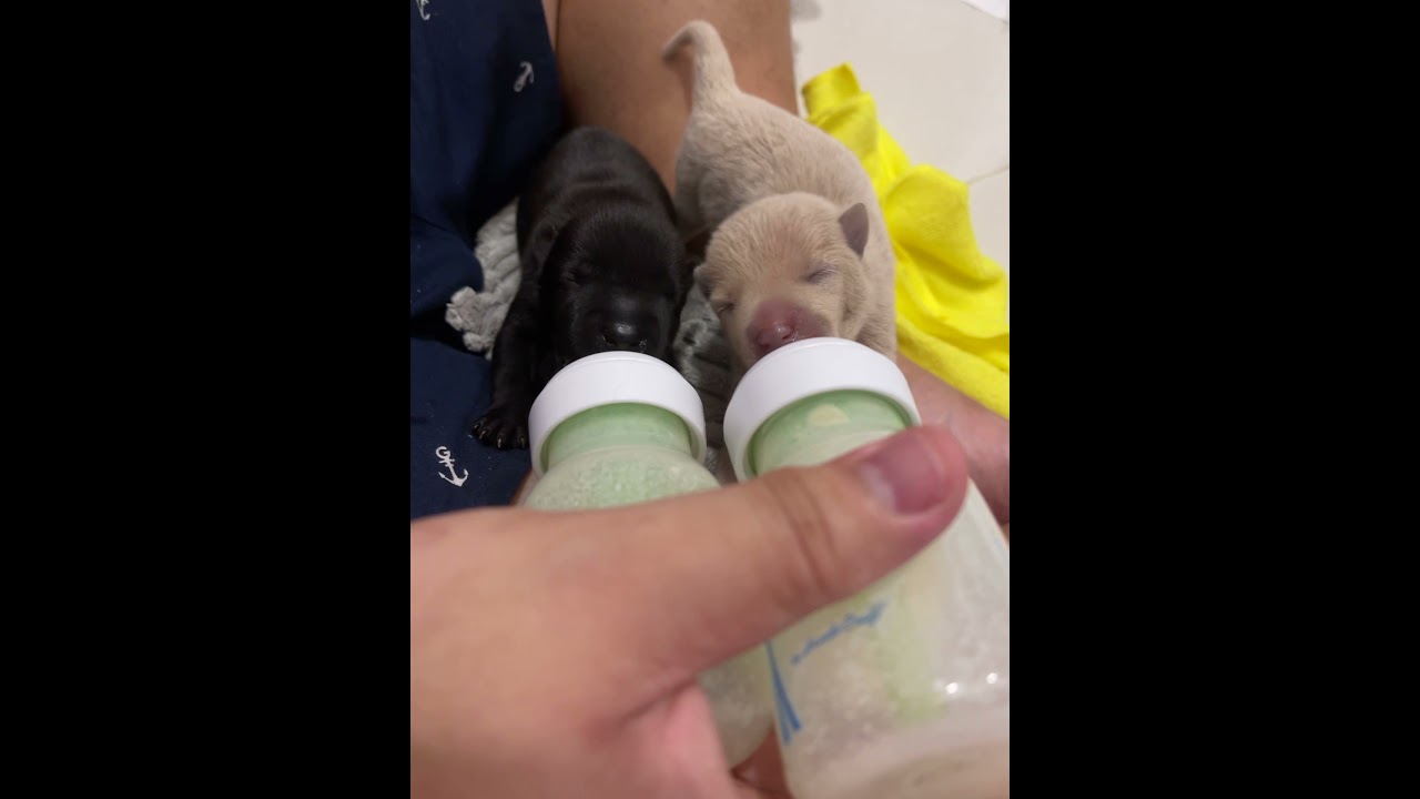 Bottle feeding 2 days old puppies