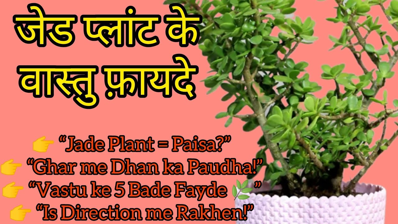 🧿जेड प्लांट लगाने के फ़ायदे 🌱jade plant 5 vastu benefits #jadeplant