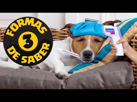 Video: Síntomas De La Fiebre Del Perro