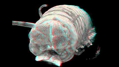 MicroCT scan of polychaete worm (3D)
