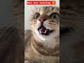 mao mao meowing puppy 😍🥰💕🥰 kitten meo #cat #funny #cutecat #kitten #meowmoe