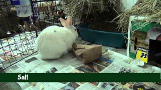 The rabbits opening their gifts from Bunspace.com