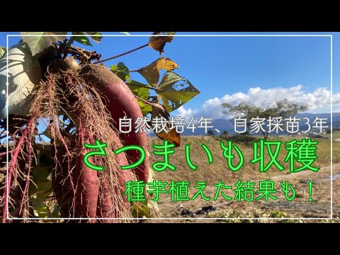 69 自然栽培さつまいも収穫 2024.11.15