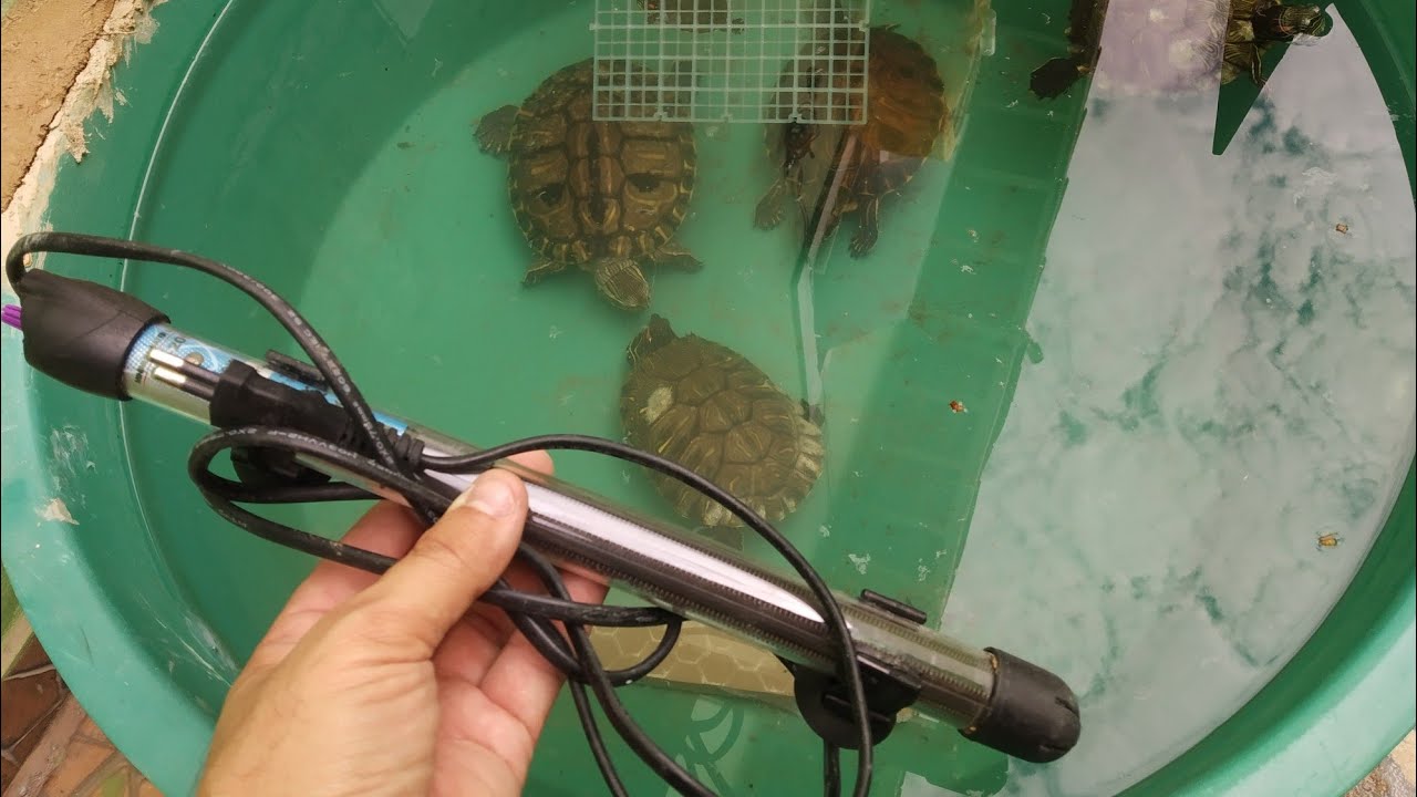 NÃO MATE SUA TARTARUGA NO FRIO. @Emerson eo Lago de Bacia