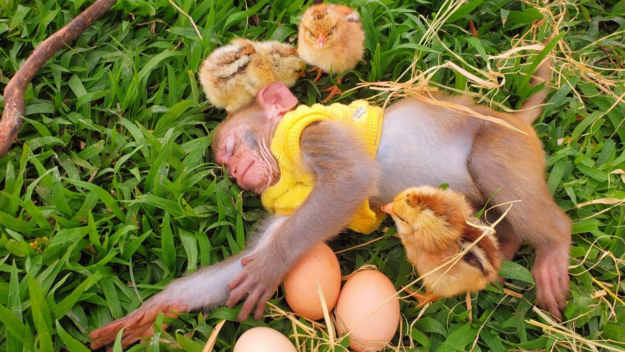 Monkey Baby Tun takes of her little friends | Chicken cute