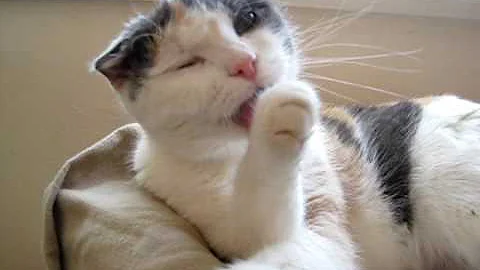 Watch the video about Rescued Scottish Fold calico cat prepares for audition at The Amanda Foundation
