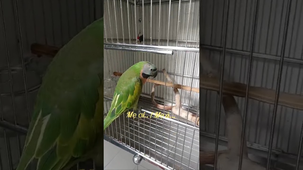 Ngôi sao của làng giải trí