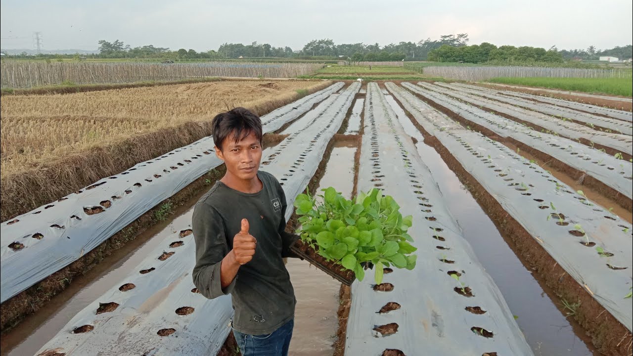 Cara Menanam Terong Yang Baik Dan Benar 