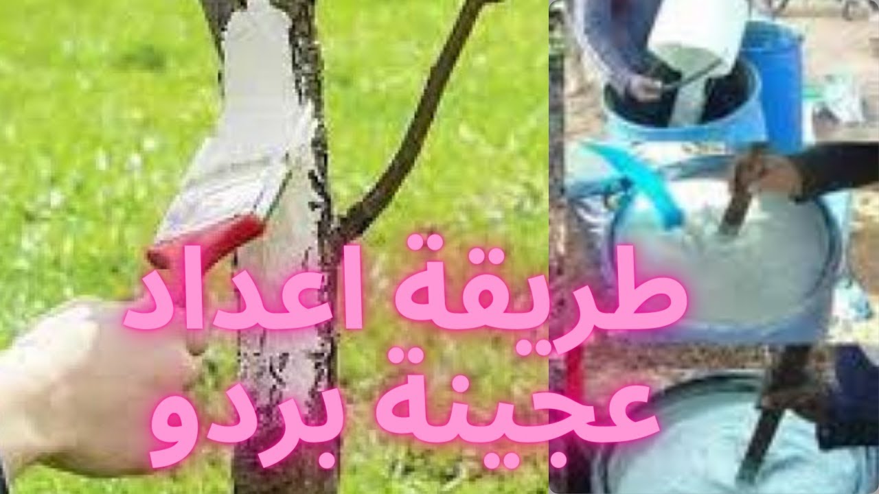 طريقة عمل عجينة البوردو.. تعرف عليها ,وكيفية استخدامها لسيقان اشجار المانجو-د/السيدقاعود