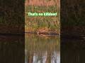 oh that's something else...the first GREEN HERON of the season! Two actually! Like & follow for more