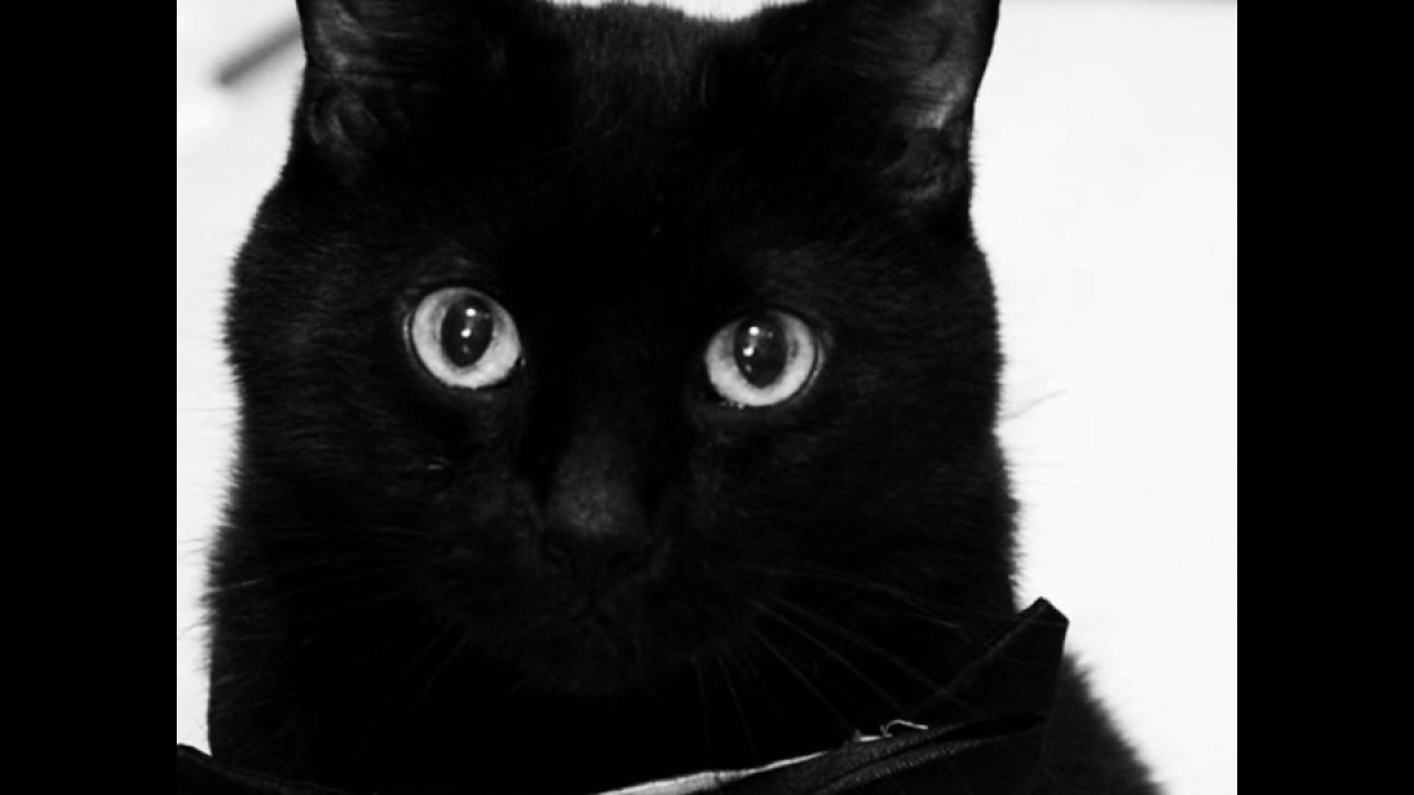 Bye N2 The Talking Cat - Tribute To N2