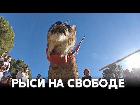 Пять редких иберийских рысей выпустили в Испании в рамках программы разведения