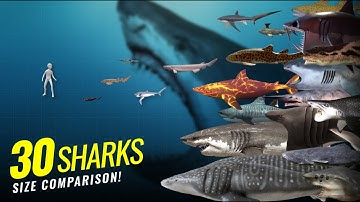 30 Amazing Sharks Size Comparison