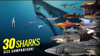 30 Amazing Sharks Size Comparison