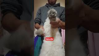 He Knows How To Dance