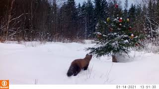 Download Lagu Rajakaamera Bushnell. Border camera.Nugis ubinatega maiustamas14 01 2021 MP3