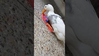  automobile a dj remix duck duffyduck babyart birds daffyduck