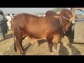 Multan Cow Mandi Main VIP  Heavy Brhaman Bachra MUST WATCH | SS Tv |