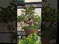 Ổi găng bonsai hoàn thiện, đang hòa, quả giao lưu với các bác! LH: 0866.624.629