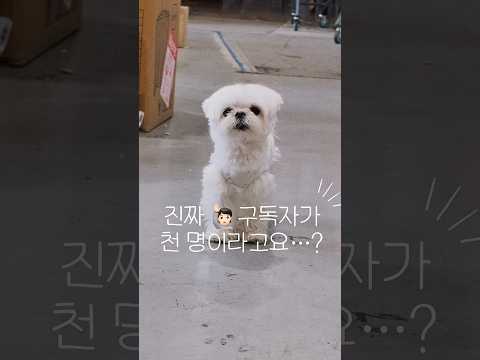 구독자 1000명 감사합니다 😘 #유튜브 #고고팡 #라이브 #쇼핑
