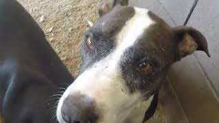 Domino 7 Yr Old A494883 Rascal 1 Yr Old A768928 Kennel 192 Pacc Shelter Pink Loving Nonchalance Gp01