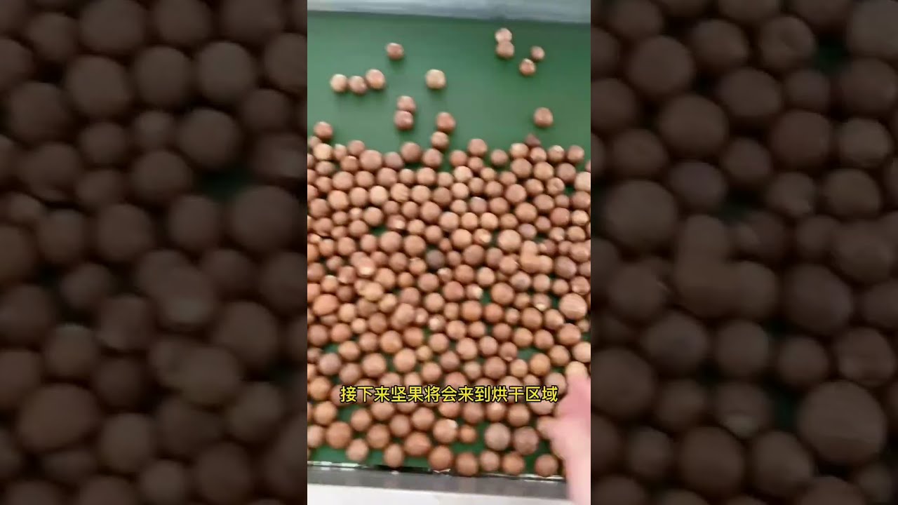 BonvosTech™| Real shooting of macadamia nut processing factory