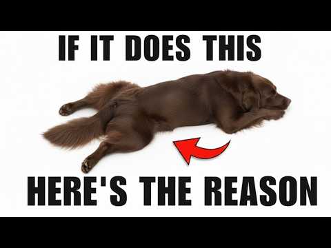 96% People IGNORE THIS… 10 Behaviors of Dogs Raised with Love