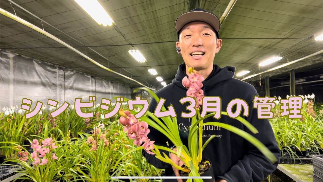 シンビジウム3月の管理(2024/3/15)〜シンビの成長期ですよー😁C‼︎〜