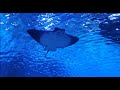 STINGRAYS. They may be dangerous | NEW