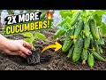 Most Gardeners Plant Cucumbers Wrong (Do This Instead)