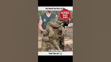 SỨC MẠNH CỦA RÙA TIỀN SỬ ( RÙA CÁ SẤU) #viralvideo #viral #youtubeshorts #ytshorts