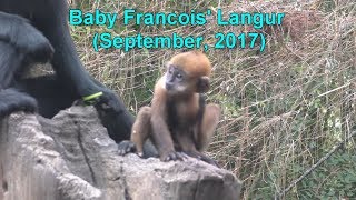 Baby Francois Langur (L.A. Zoo; September 2017)