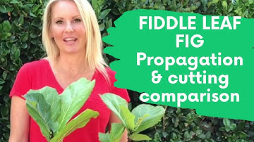 Fiddle Leaf Fig tree (Ficus Lyrata) Propagation UPDATE cutting comparison Part 4 with MOODY BLOOMS