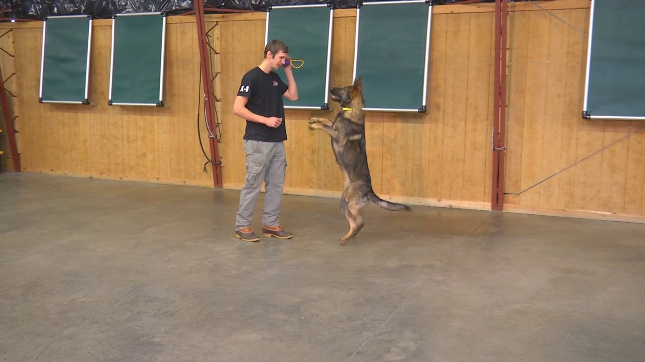 puppy paradise WOW! Powerfull! Fun Obedience Beautiful German Shepherd 