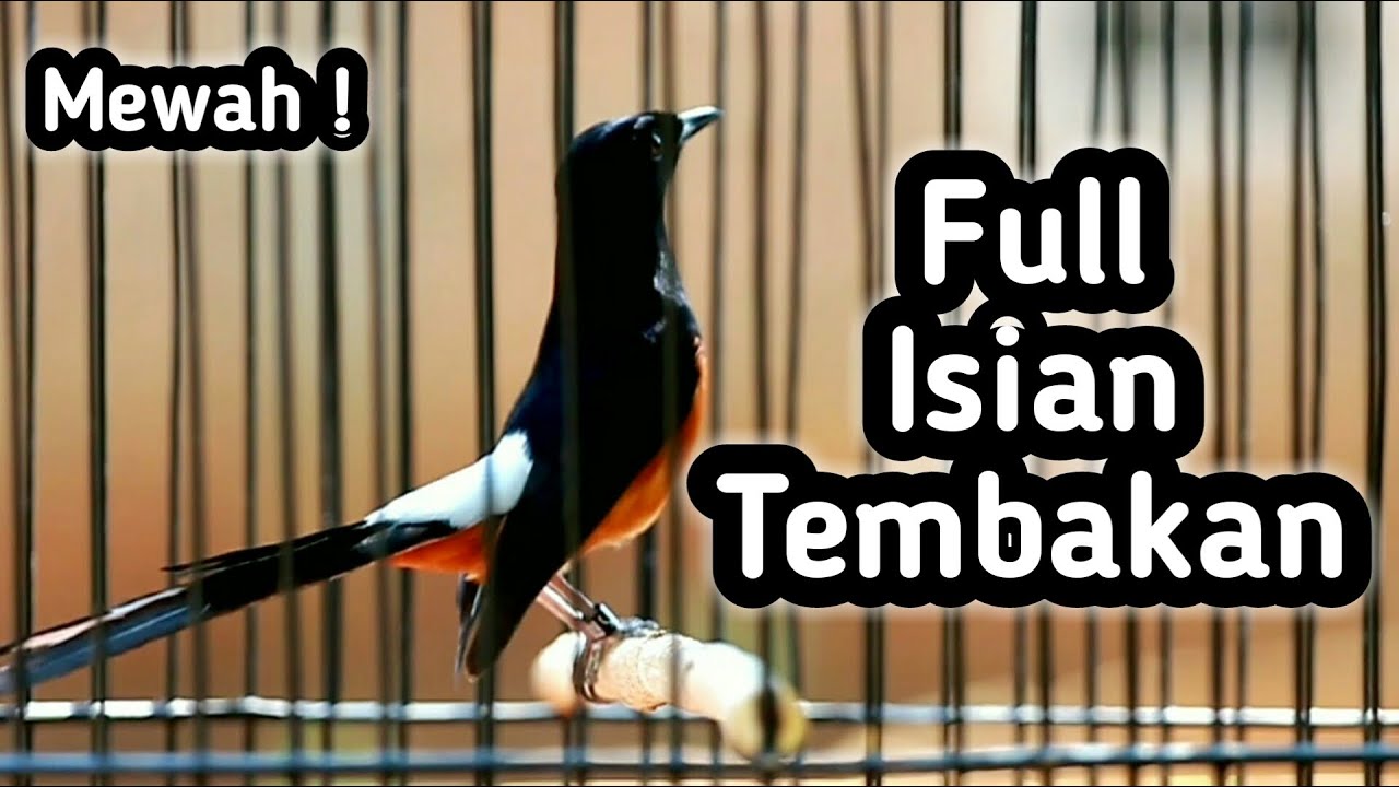 MASTERAN MURAI BATU FULL ISIAN TEMBAKAN CILILIN KENARI KAPAS TEMBAK GEREJA CUNGKOK SIKATAN LONDO