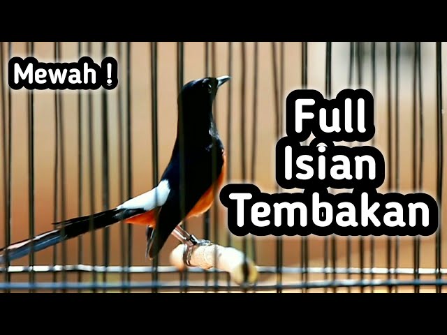 MASTERAN MURAI BATU FULL ISIAN TEMBAKAN CILILIN KENARI KAPAS TEMBAK GEREJA CUNGKOK SIKATAN LONDO class=