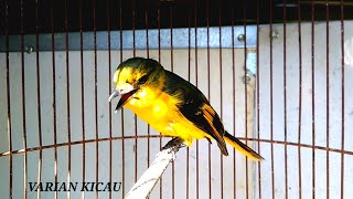 Download Lagu MANTENAN BETINA MEMANGGIL JANTAN MP3