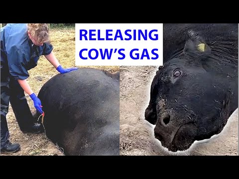 Vet releases gas from cow 🐄💨