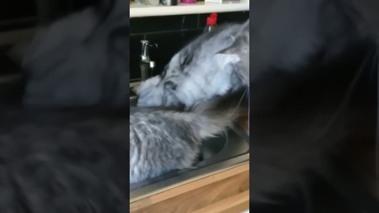 kittens playing  beautiful traditional siberian girls looking for loving homes