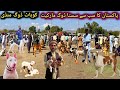 Ramazan ki waja sy dogs  market mai price intehai kam  special dogs market  kohat dog mandi