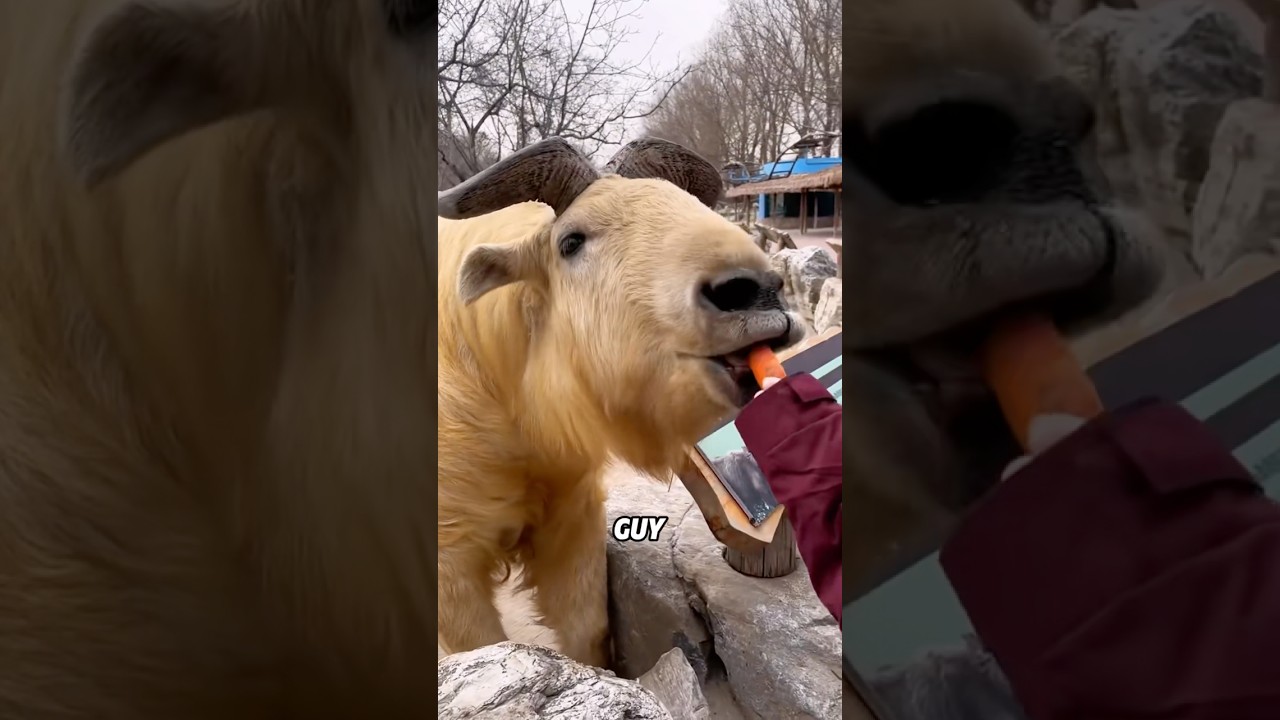 Забираю 🐂 