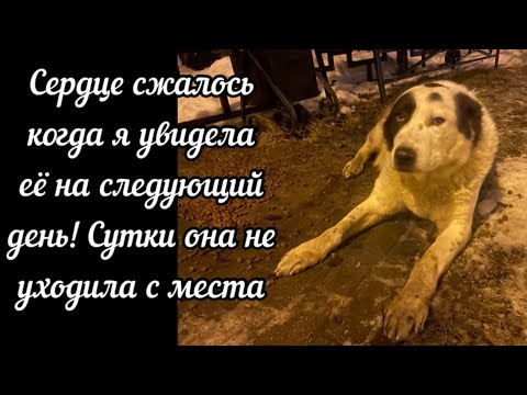 Сердце сжалось когда я увидела её на следующий день! Сутки она не уходила с места…