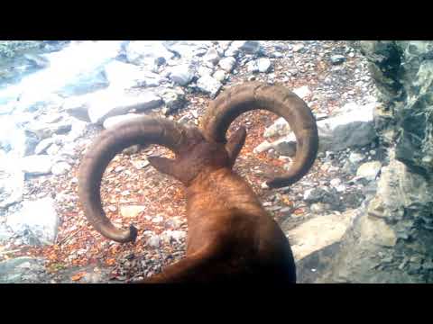 მდედრი და მამრი ჯიხვი ლაგოდეხის ეროვნული პარკიდან