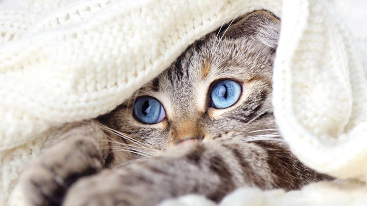 Where Do Cats Hide YouTube Where Do Cats Hide YouTube