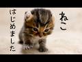 生きてくれてありがとう。命の危機を乗り越えて歩み始めた子猫たち