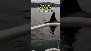 This Lady Is Surrounded By Killer Whales