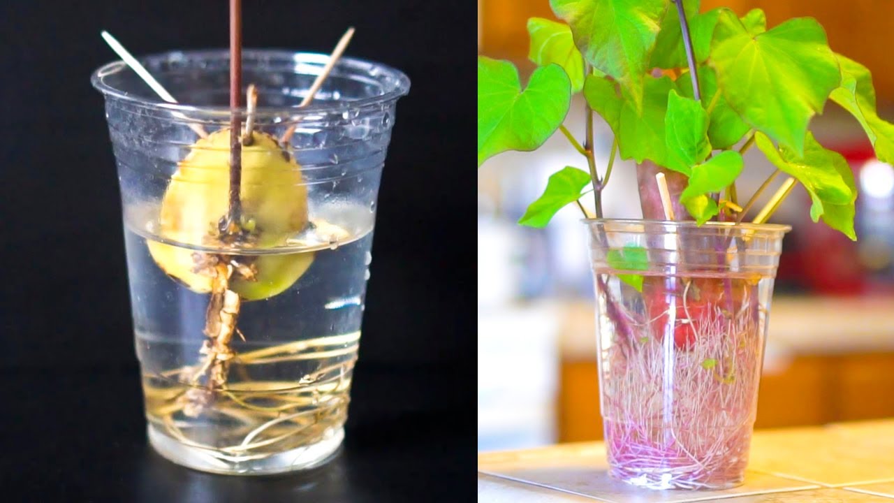 10 FREE Plant & Fruit Tree Growing Hacks