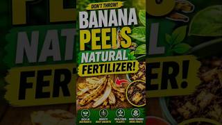Banana Peels Se Powerful Organic Fertilizer | Banana Peel Liquid Fertilizer DIY | #organic #viral