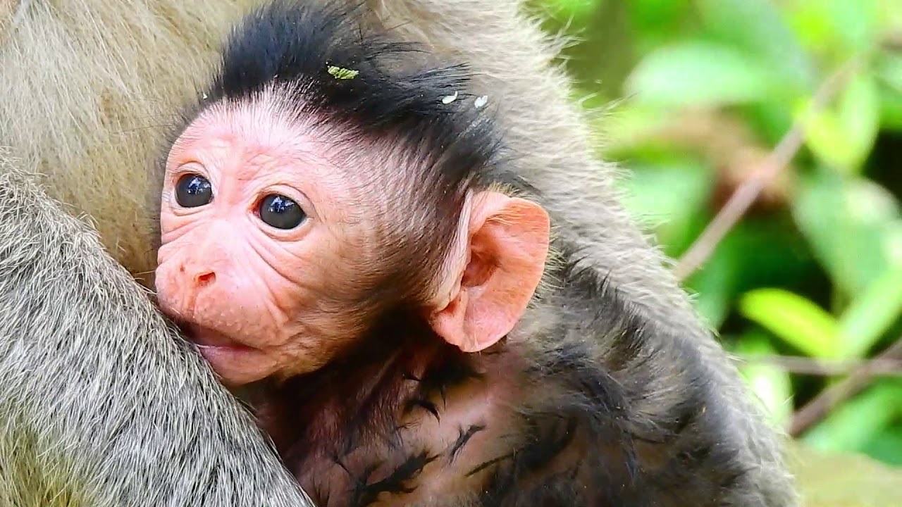 Jinx sad just born, likes to play, but his mother is still worried