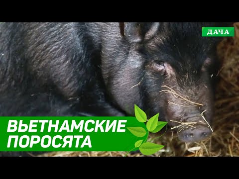 УДАЧНЫЙ БИЗНЕС: ВЬЕТНАМСКИЕ ПОРОСЯТА | Чем кормить вьетнамских поросят